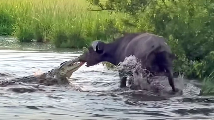 Bị cá sấu sông Nile tấn công, trâu rừng dùng "thần lực" kéo văng cả con quái thú lên bờ
