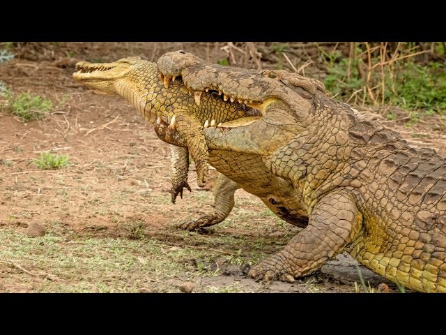 The cruelty of the Nile crocodile, ready to eat its own people just because of its hungry stomach