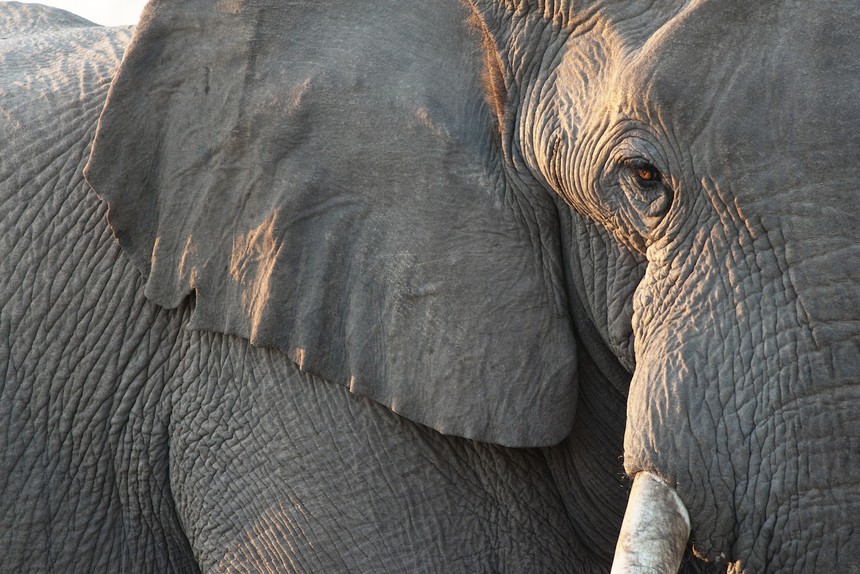 Heartbroken by the death of her child, the mother elephant picked up each piece of wood to form a memorial model