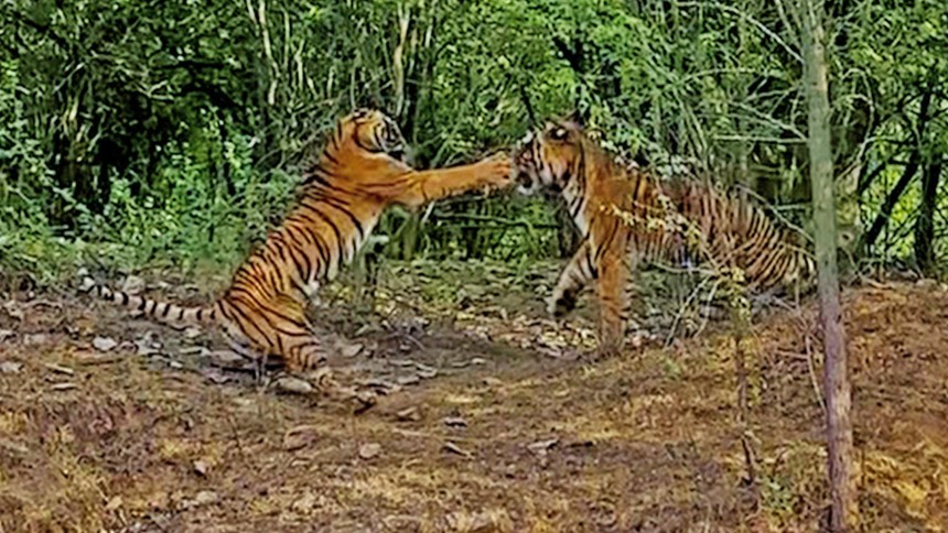 Protecting her cubs, female tigers are ready to "fight" even male tigers