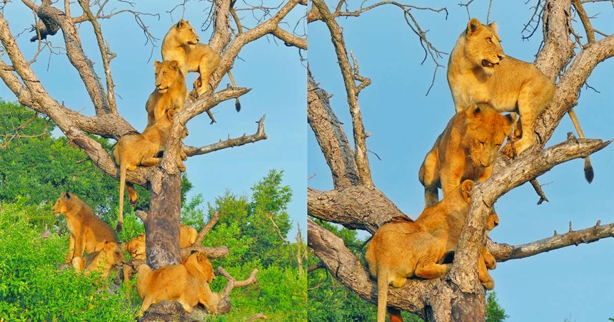 The mystery behind the fact that a group of lions suddenly invited each other to climb trees