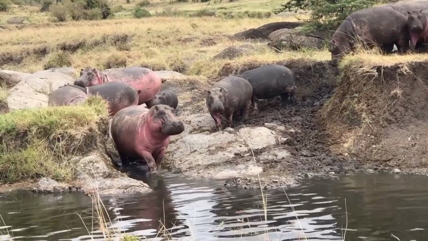 It's strange why a hippopotamus keeps sunbathing and has red "blood" flowing all over its body