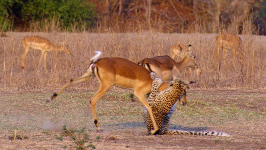 The improbable "resurrection" of an antelope after being captured by a leopard