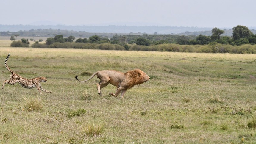 The leopard angered the lion king and the ending