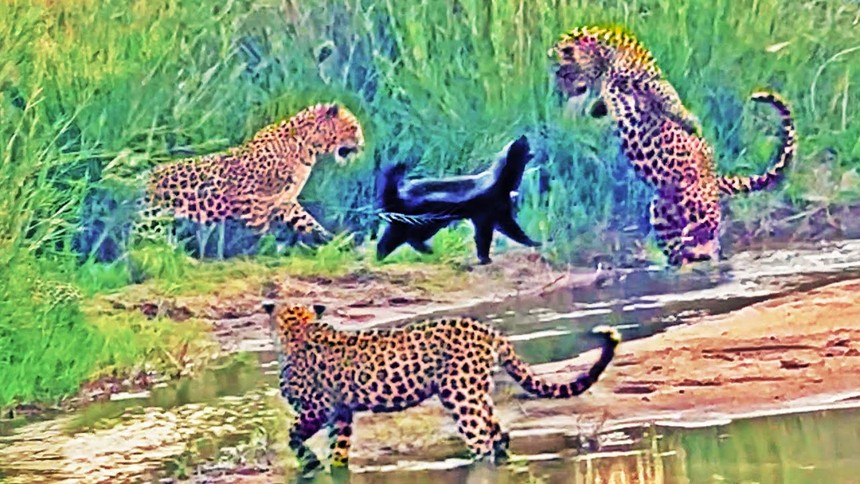 The team of three cheetahs thought they would be good, but they encountered an unbelievably difficult opponent