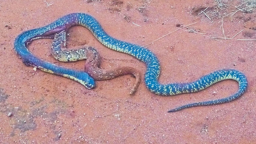 Two-tailed cobra and the "horror" secret behind it