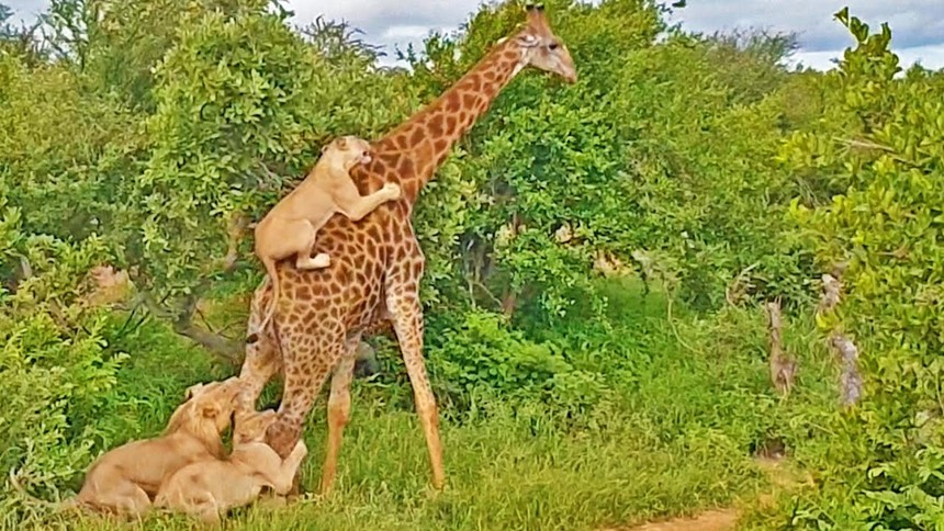 "Old tendon" giraffe alone whips five ferocious lions