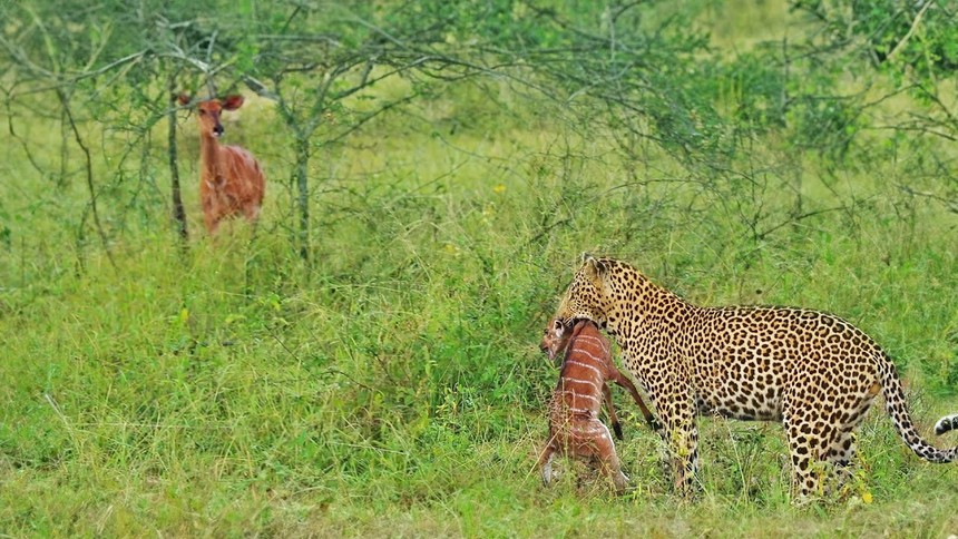 "Unique and strange" strategy to rescue mother Nyala antelope's baby from the clutches of a leopard