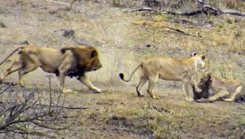 The male lion's cumbersome handling caused the whole herd to lose food