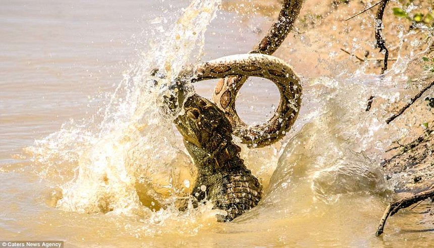 Trận ác chiến giữa cá sấu khổng lồ và loài rắn đứng trong “Tứ đại nọc độc”: Chỉ kẻ thắng mới có quyền sống sót