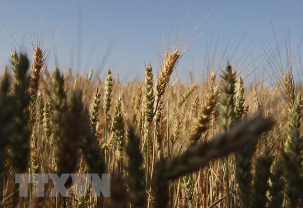 Cánh đồng ngũ cốc gần Izmail ở vùng Odessa, Ukraine, ngày 14/6/2022. (Ảnh: AFP/TTXVN)
