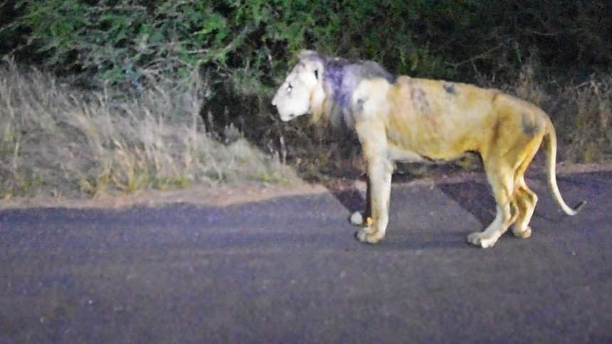 Incredible final images of the legendary lion warrior in his old age