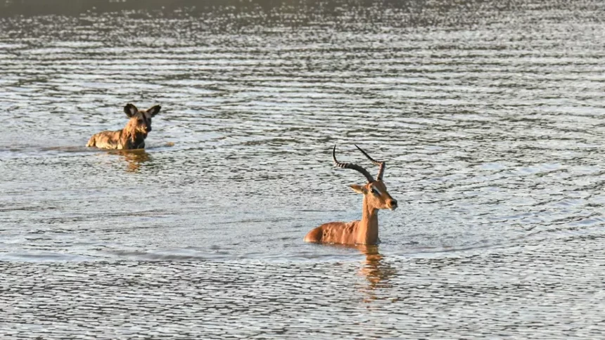 The reason why wild dogs are predators has the highest success rate