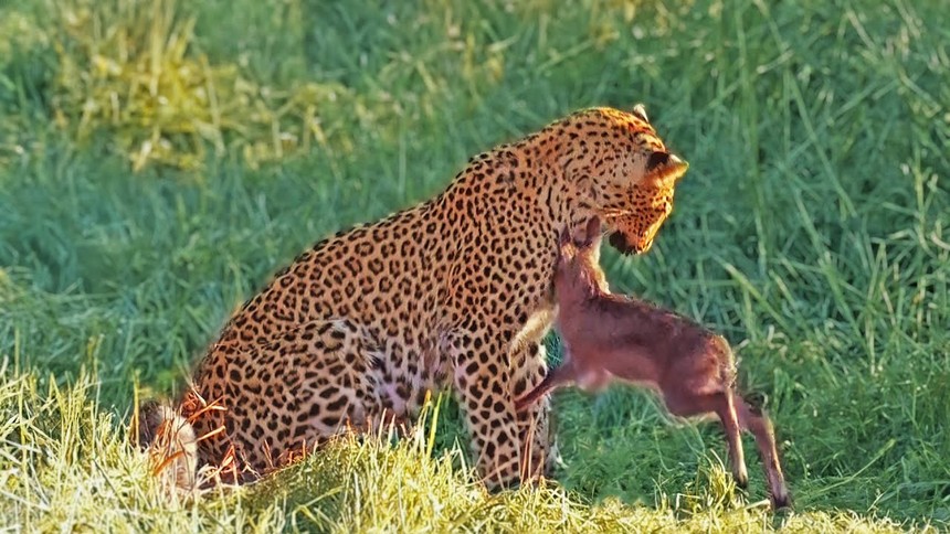 The little antelope's unsuccessful attempt to survive before the "shadow" of the leopard was too large