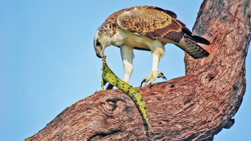 The sad fate of the Nile crocodile when encountering the most powerful eagle in the African sky