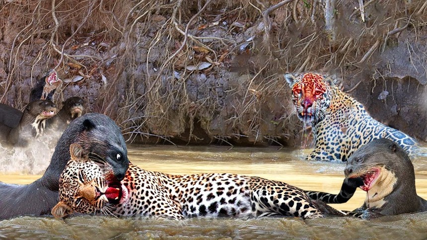 Thinking it would be easy, the jaguar was "slammed" by the giant otter without missing a beat