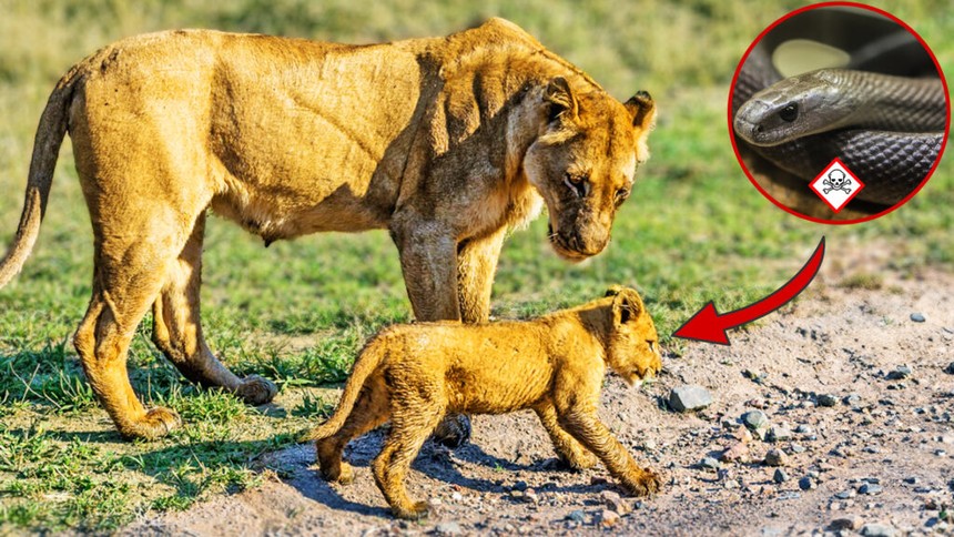 Seeing her child limping, the mother lion panicked after discovering the terrifying truth