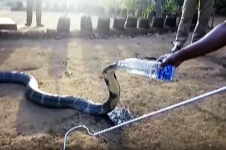 Uniquely in India, a man gives a king cobra water from a bottle