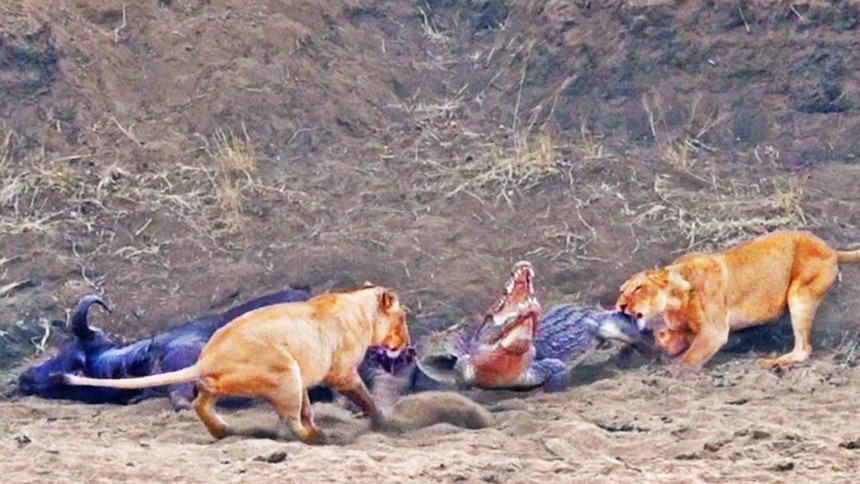 Giant crocodile is stubborn, "doesn't work but still wants to eat"