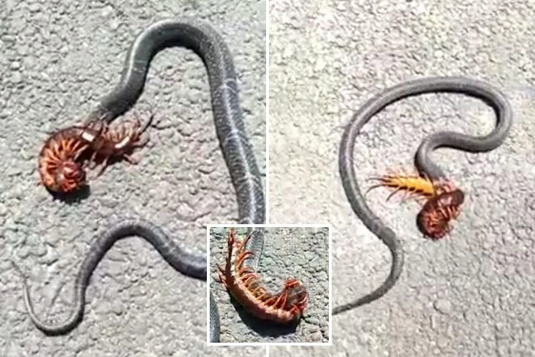 The battle between two members of the "Five Poisons": The centipede bites the giant snake to death