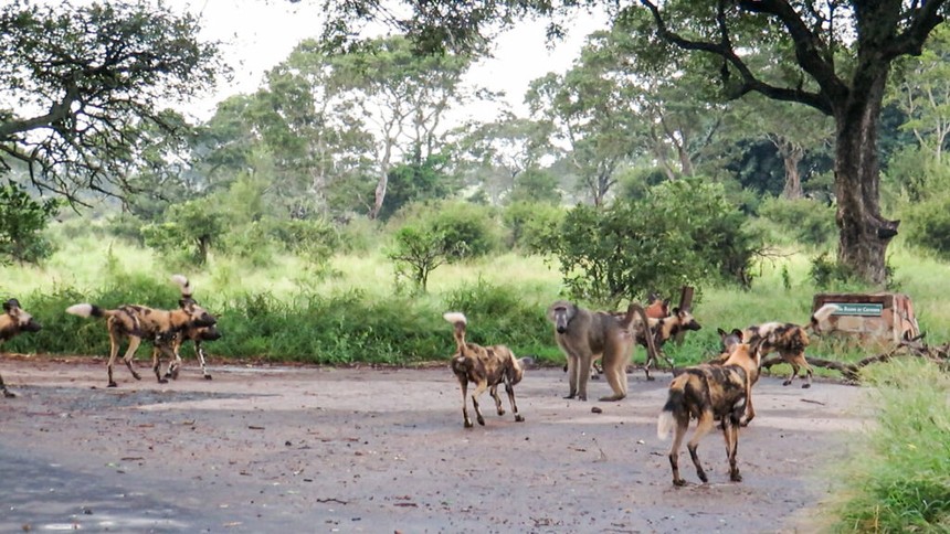 Abandoned by his teammates, the "god of war" baboon alone took on all the ferocious wild dogs