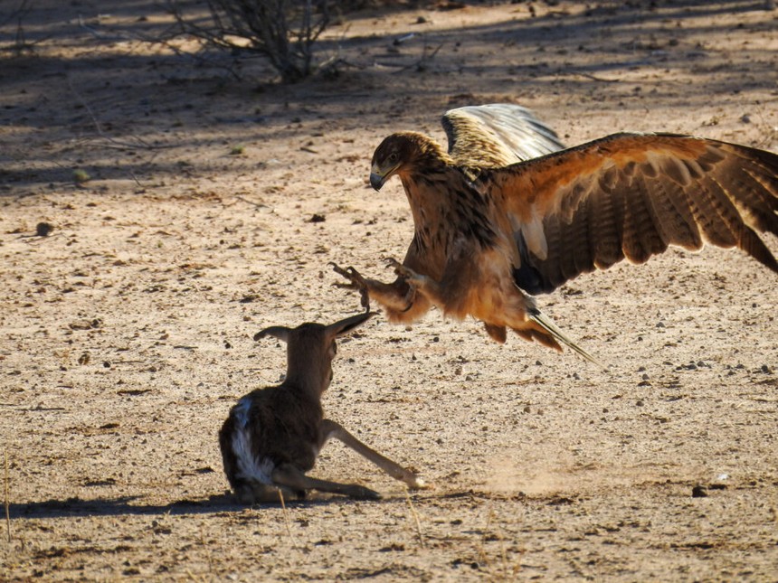 The strongest eagle in Africa "descends" to hunt extremely satisfyingly