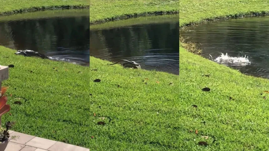 The ultimate "death spin" technique, a short-snouted crocodile's one-knockdown of a giant snake