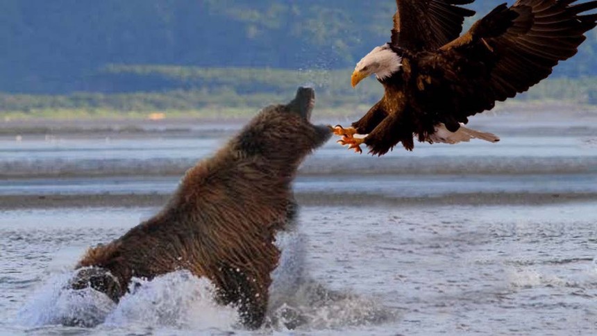 Engrossed in hunting, the North American grizzly bear was suddenly ambushed by a bald eagle