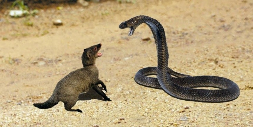 Feeling that life is too boring, animals that are only the size of a house cat seek out cobras to "collimate" them.