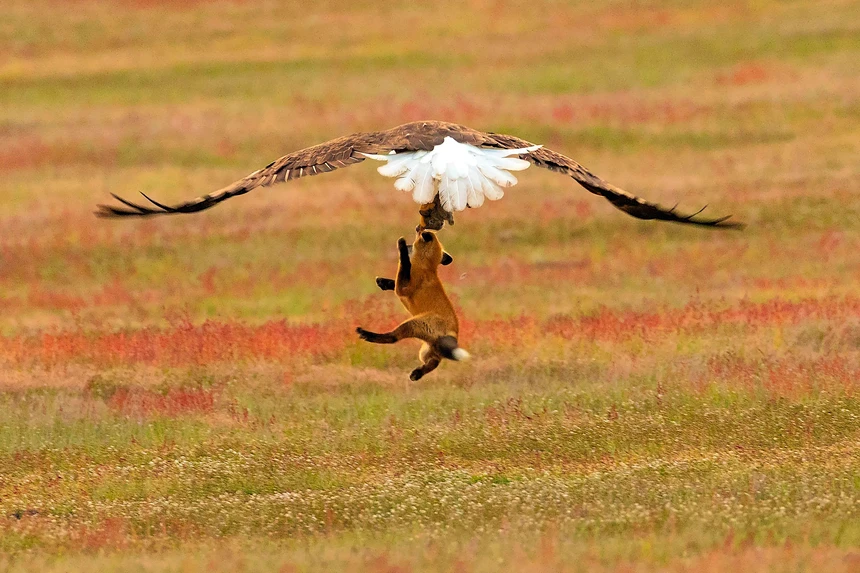 While leisurely hunting for prey, the red fox was carried straight into the air by the "lord of the sky" bird