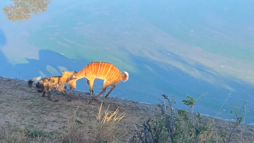 Cornered, the antelope was determined to "end the same fate" with the wild dog and the ending was unexpected