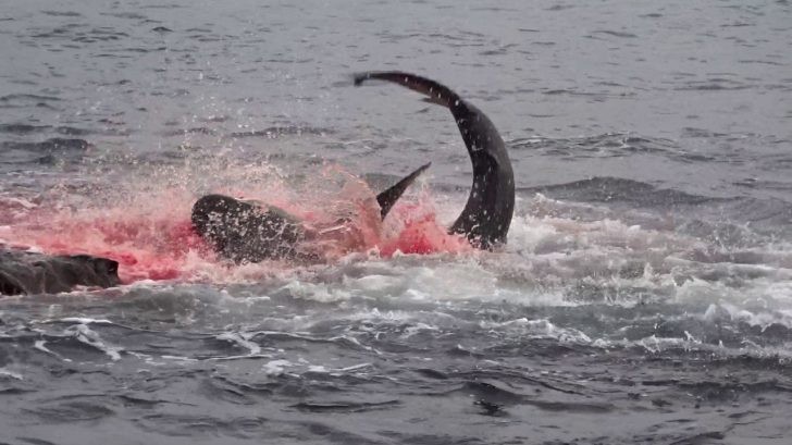 The fast, neat, decisive hunting phase of the Galapagos shark "dyed" an entire corner of the ocean red