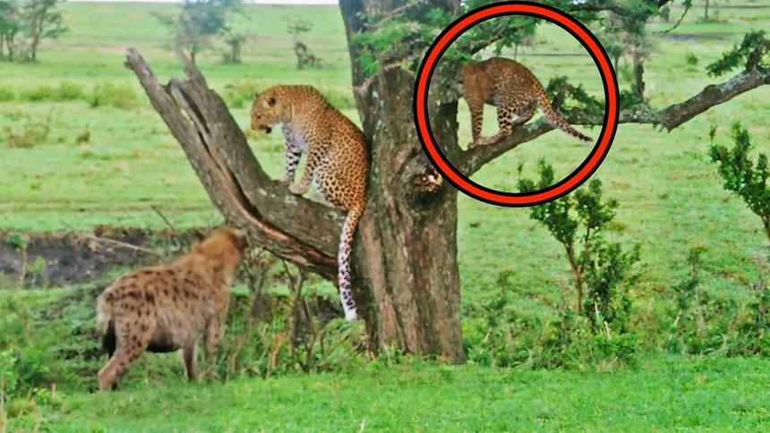 The animal made the whole family of the apricot journalist scared, huddled and hid on a tree branch