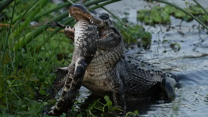 Just after eating cannibalism, a crocodile was eaten by another crocodile