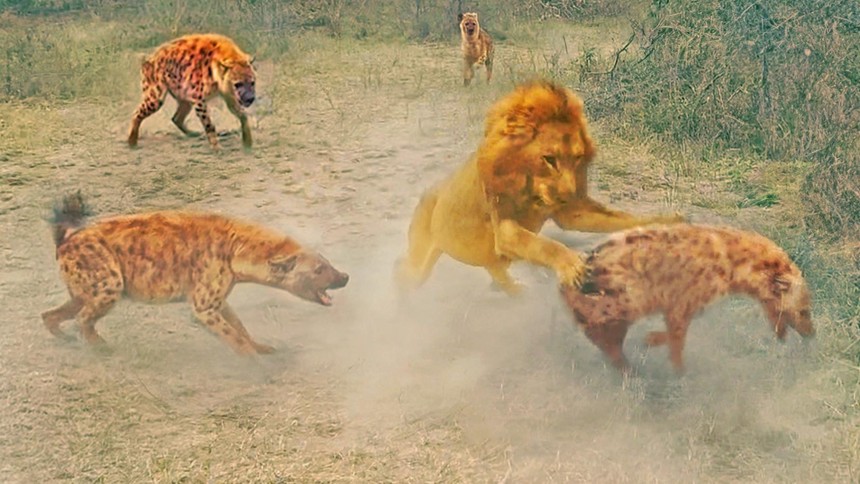 The lion king roams alone among a herd of hungry hyenas