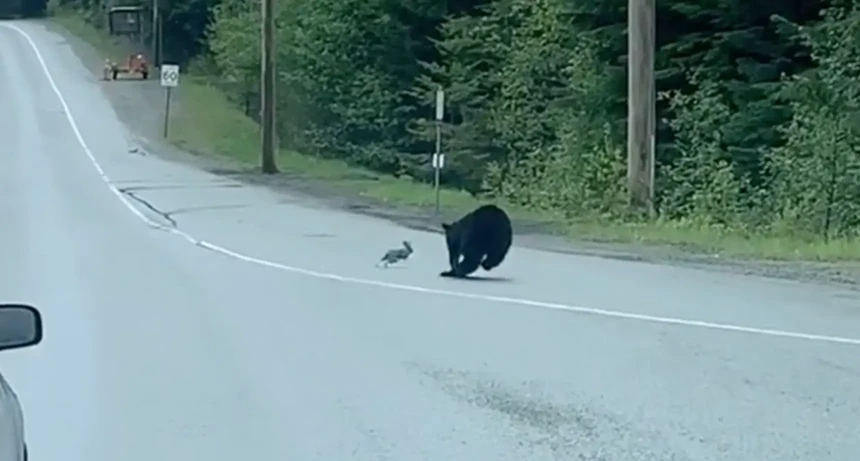 The black bear raced at speed with the young rabbit and the ending was also surprising to the experts