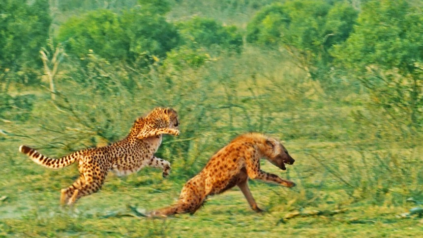 Hyenas speed racing with the African "speed king".