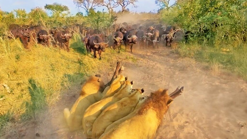 A mother's love is so great that a wild buffalo is willing to sacrifice its life in exchange for the safety of its child surrounded by lions