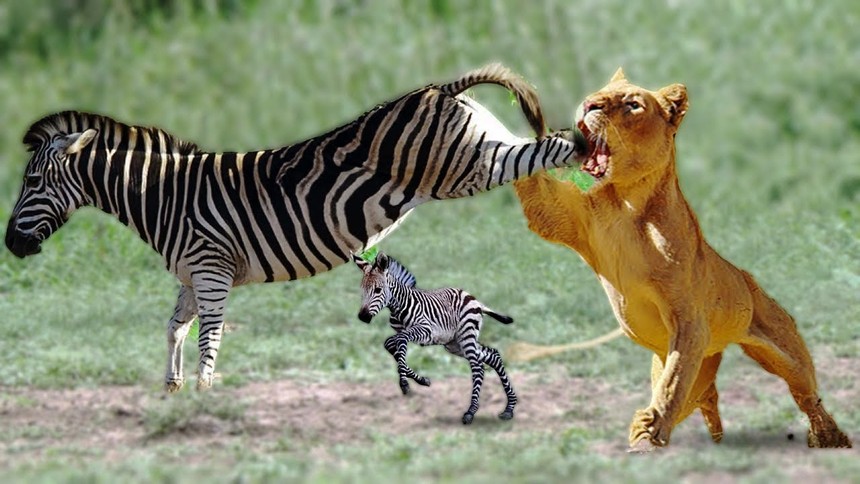 Saving the child, the zebra kicked the lion's mouth