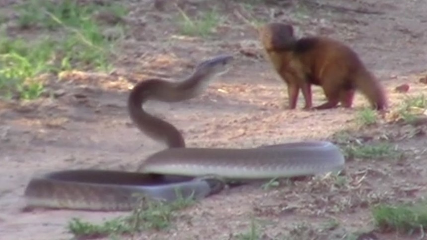 The animal nicknamed "mobile coffin" also had to wave goodbye to the mongoose's carelessness.