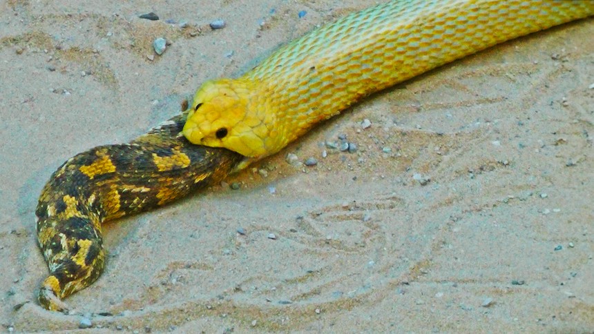 The snake that spreads fear in Africa is swallowed by its own kind