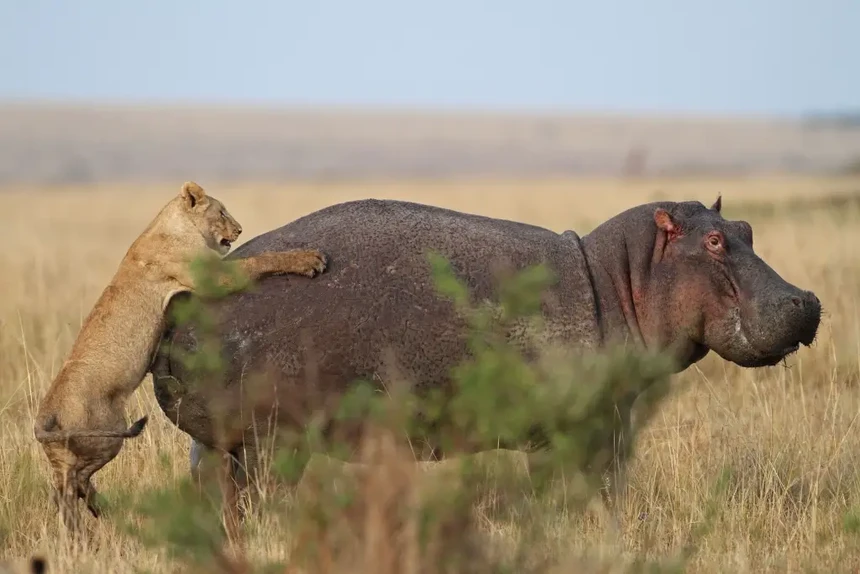 Stealthily approaching the "crazy" hippo, the lion almost had no chance to regret