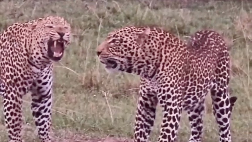 When there are no more options, the confrontation between leopards will be a "landslide" war.