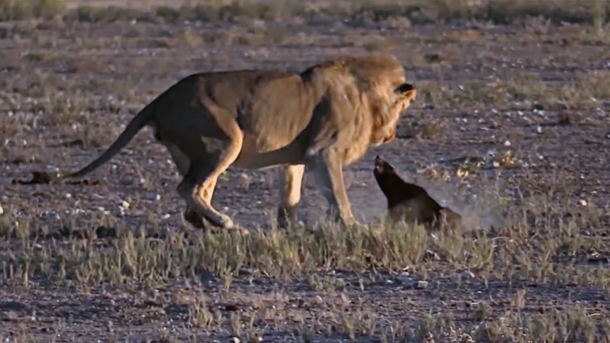 Doing all kinds of tricks and finding all kinds of ways, the Lion King still had to "give up" before the most stubborn animal in the animal world.