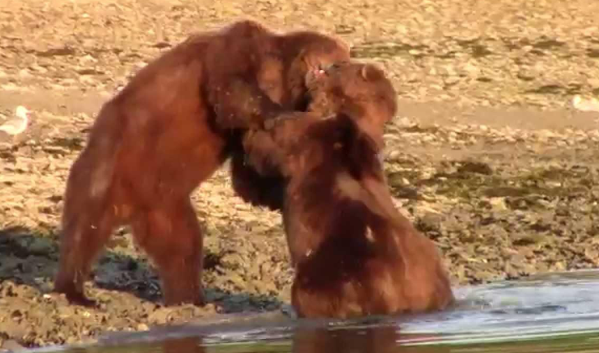Nóng mắt trước hành động của "sửu nhi" bắt nạt kẻ yếu, gấu nâu Alaska ra tay hành động trượng nghĩa