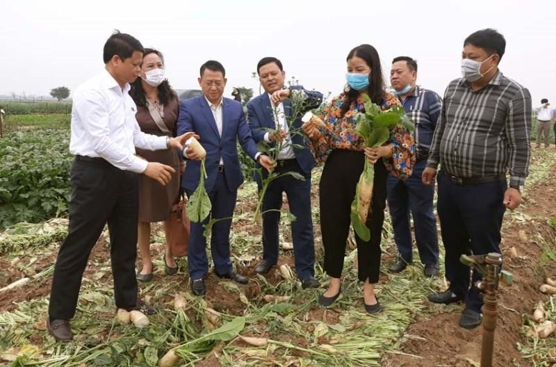 Củ cải của nông dân huyện Mê Linh bán giá từ 1.000 – 3.000 đồng/kg vẫn có lãi.