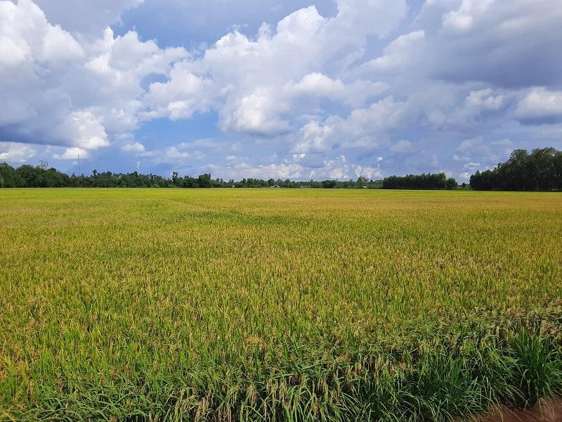 Đồng Tháp được phép chuyển 31,41 ha đất trồng lúa sang đất phi nông nghiệp