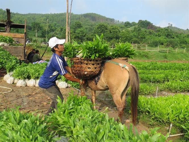 Phú Yên phê duyệt Đề án trồng 15 triệu cây xanh