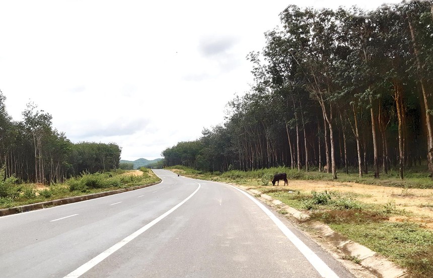 Một rừng cây cao su ở Gia Lai do GVR quản lý. Ảnh: Thành Nguyễn 