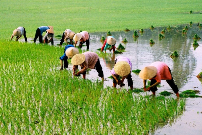 Bộ Nông nghiệp phủ nhận thông tin người trồng lúa lãi 100% 